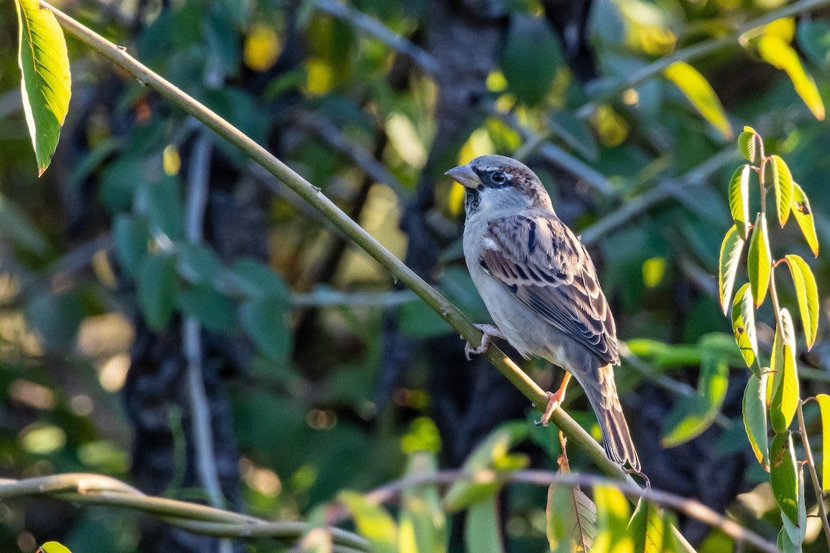House Sparrow - ML643515785