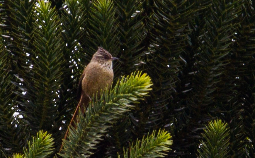 Araukarya Makaskuyruğu - ML643515787