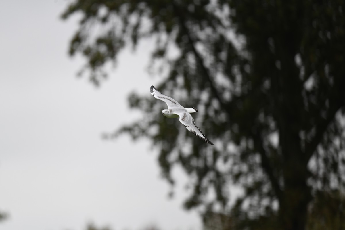Mouette de Bonaparte - ML643515789