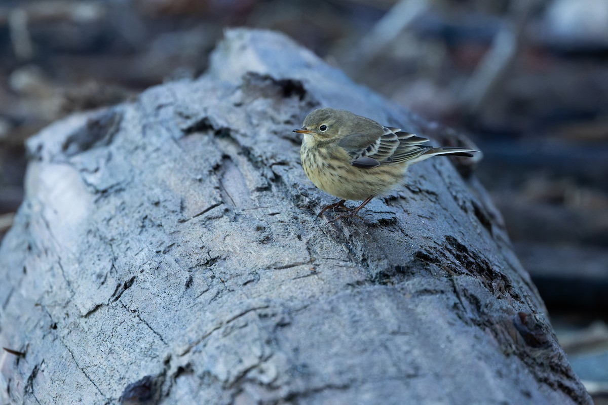 American Pipit - ML643515790