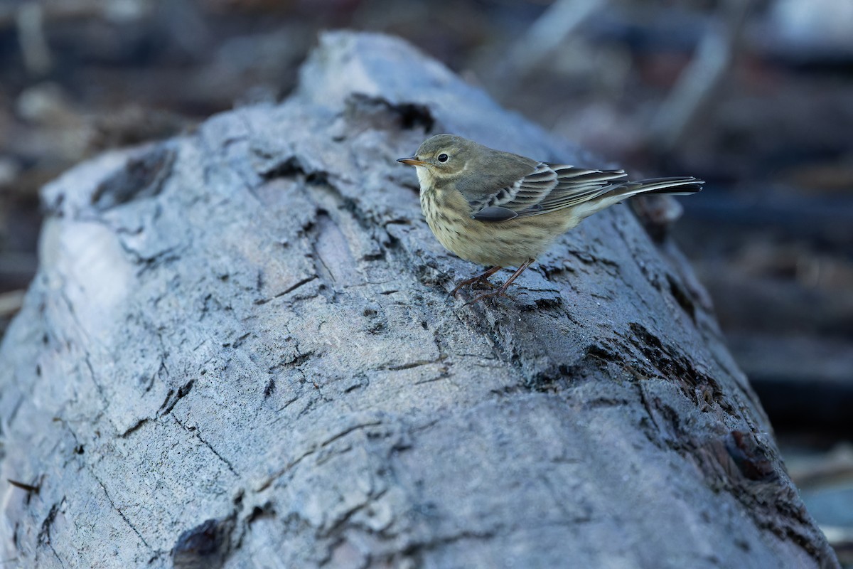 American Pipit - ML643515791