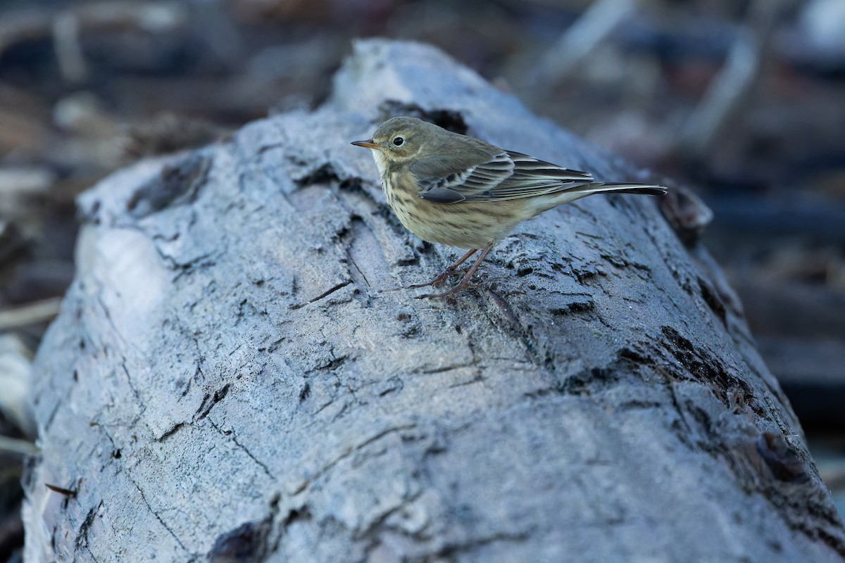 American Pipit - ML643515793