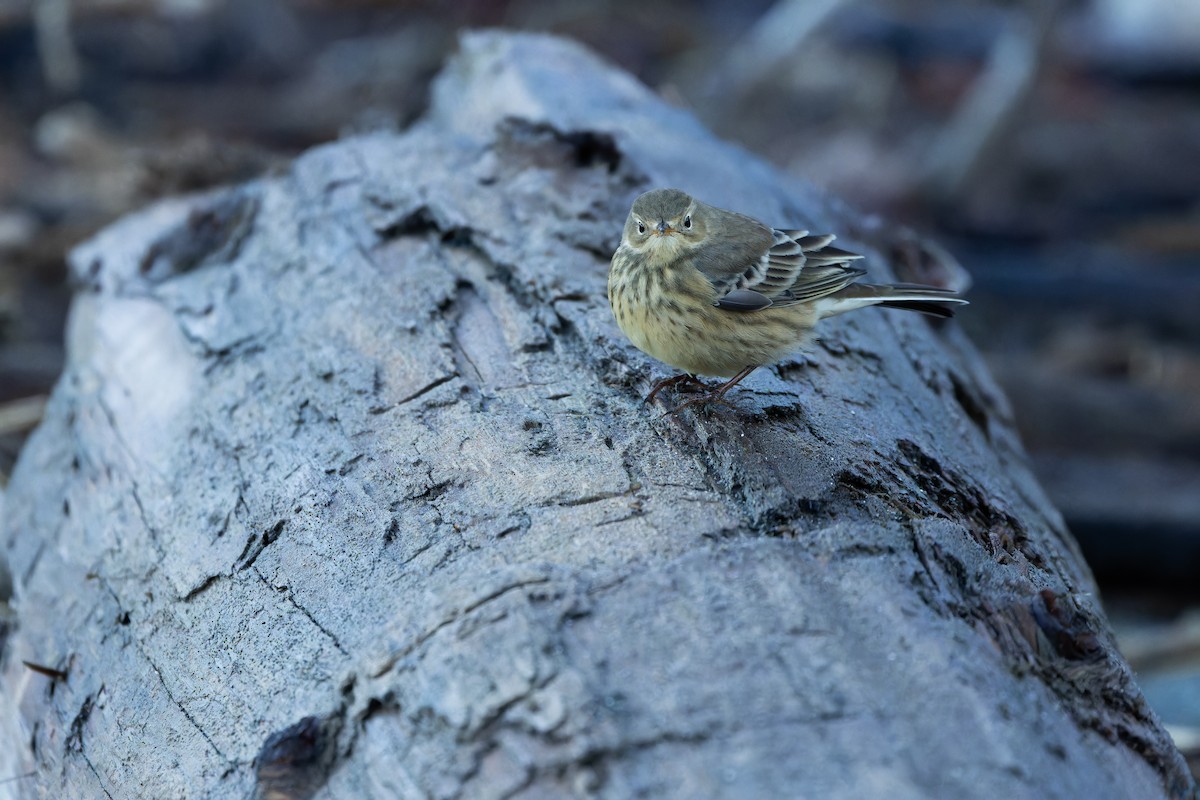 American Pipit - ML643515794