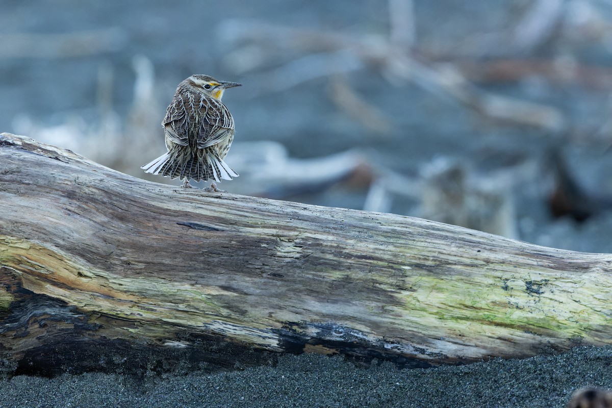 Western Meadowlark - ML643515795