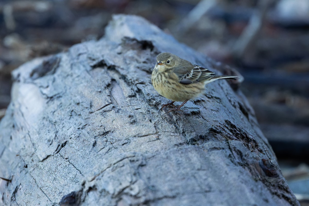 American Pipit - ML643515796