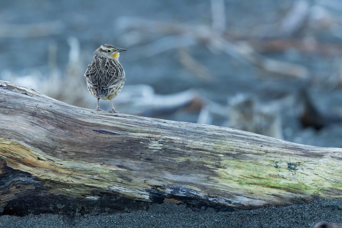 Western Meadowlark - ML643515797