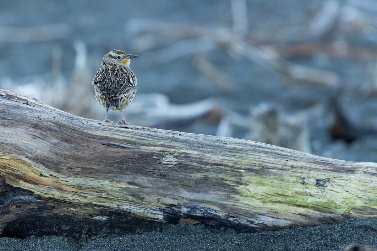 Western Meadowlark - ML643515798