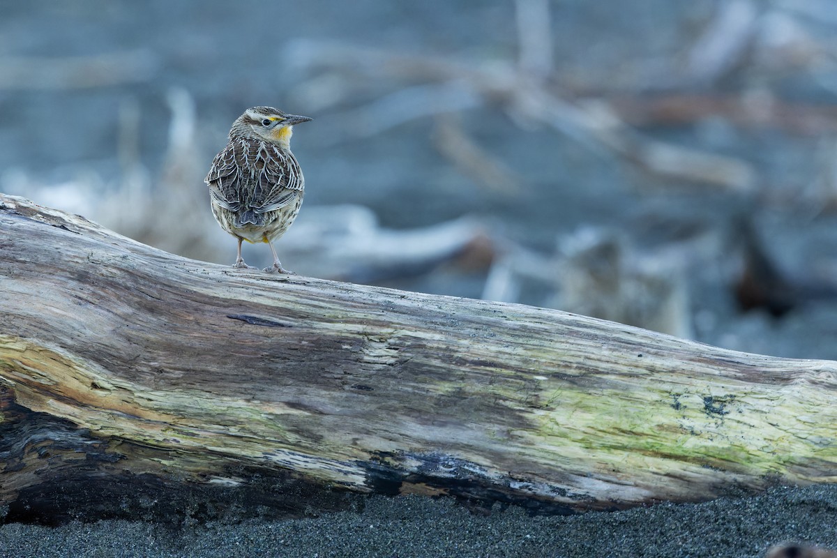 Western Meadowlark - ML643515799