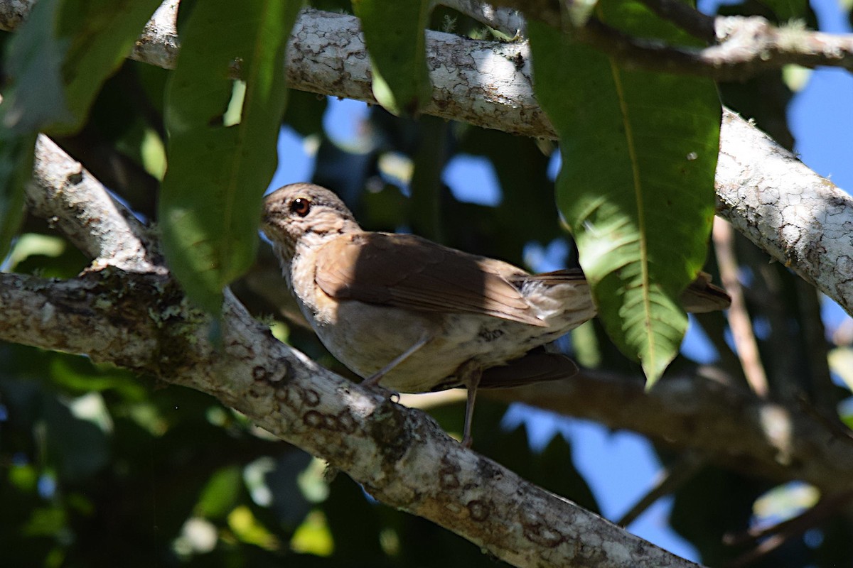 Pale-breasted Thrush - ML643515801