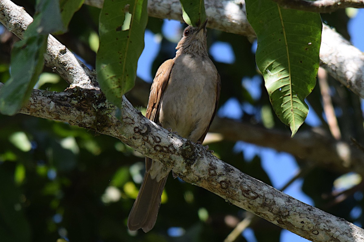 Pale-breasted Thrush - ML643515802