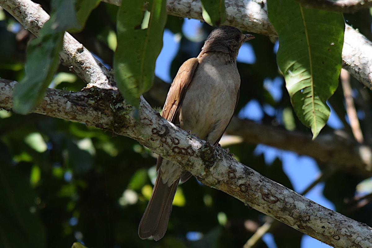 Pale-breasted Thrush - ML643515803