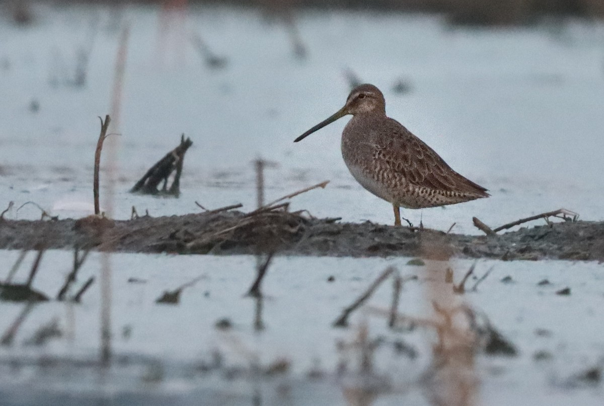 Long-billed Dowitcher - ML643515805
