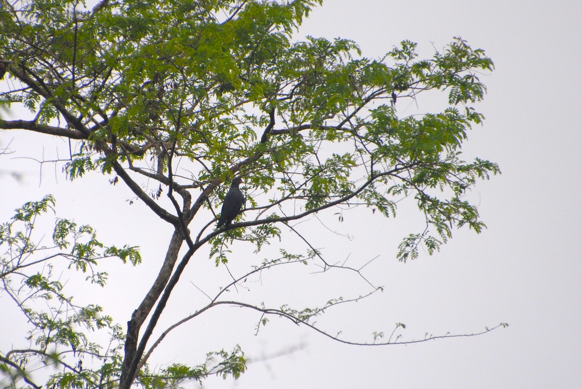 Red-throated Caracara - ML643515806