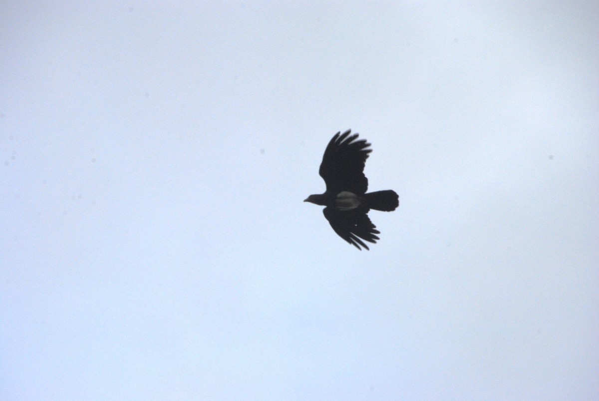 Red-throated Caracara - ML643515807