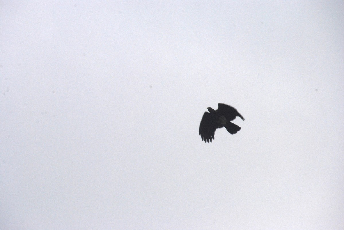 Red-throated Caracara - ML643515808