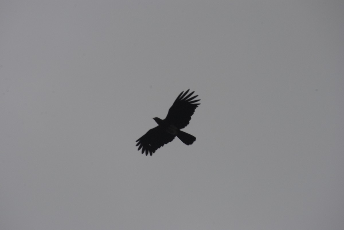 Red-throated Caracara - ML643515809