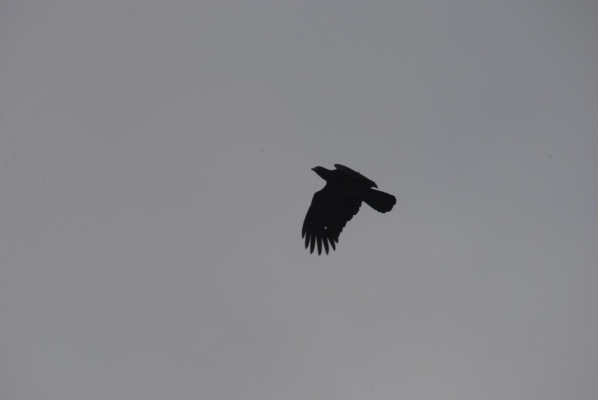 Red-throated Caracara - ML643515810