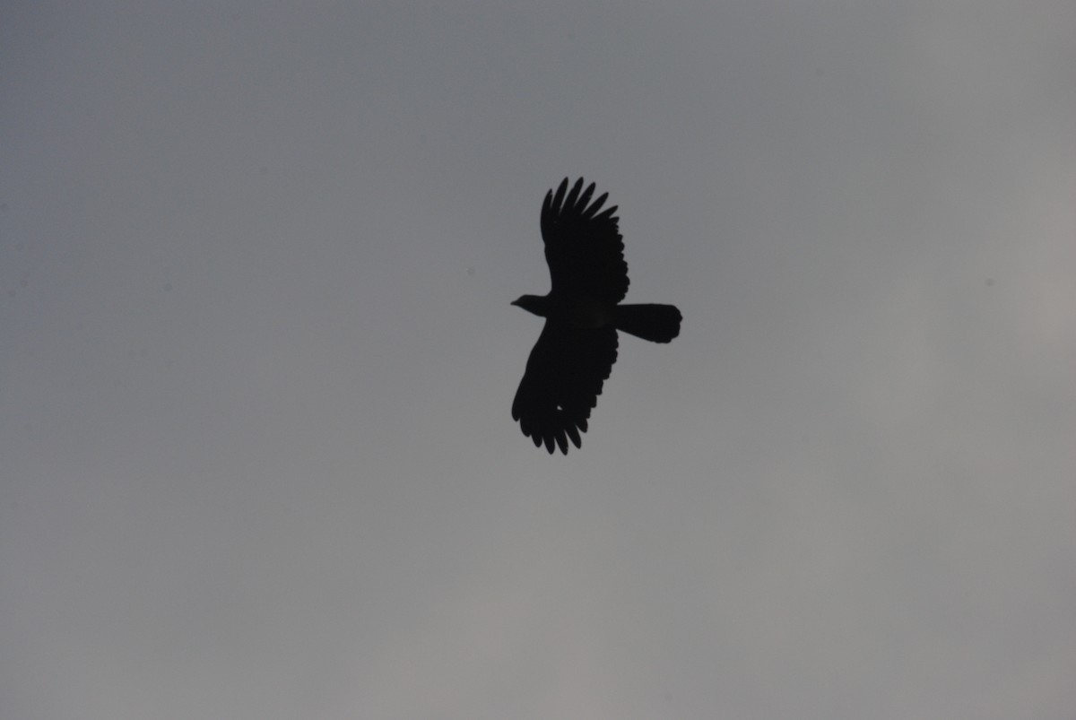Red-throated Caracara - ML643515811