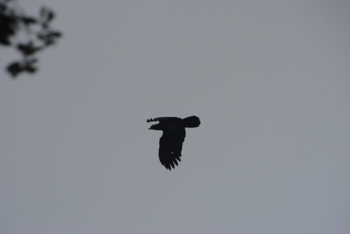 Red-throated Caracara - ML643515812