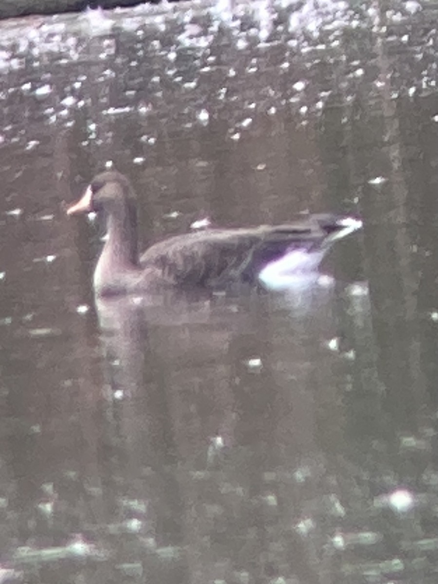 Greater White-fronted Goose (Greenland) - ML643515820