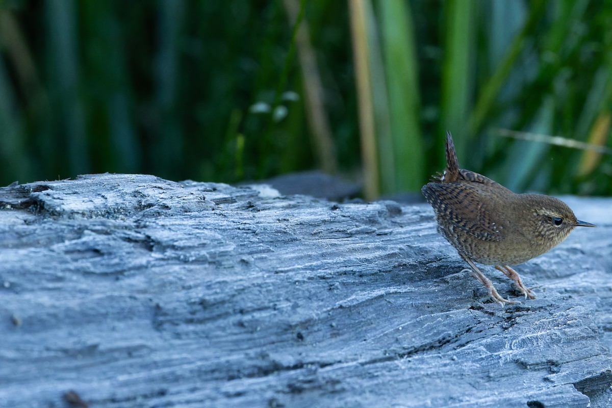 Pacific Wren - ML643515823