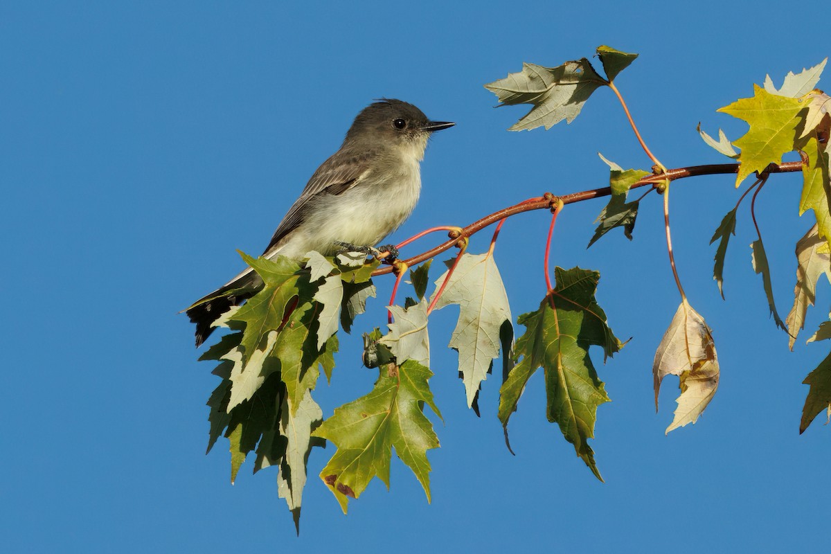 Eastern Phoebe - ML643515824