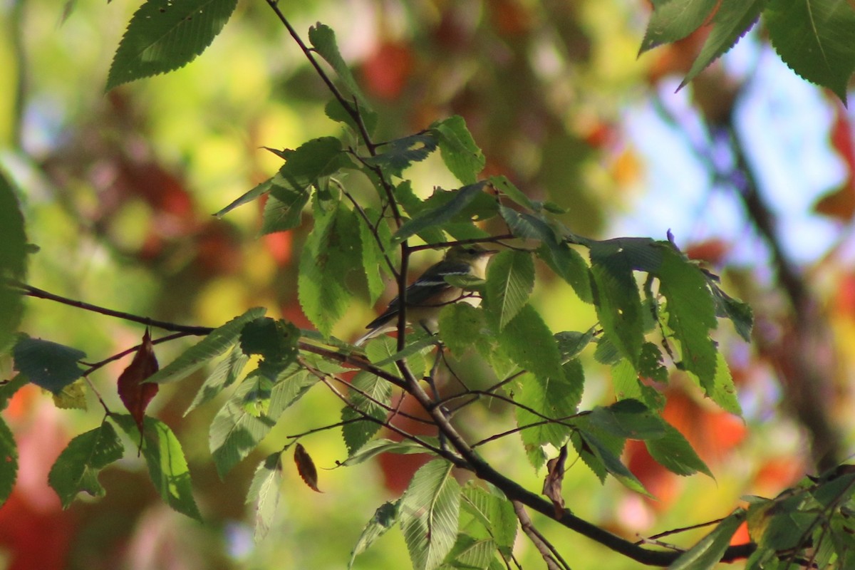 Bay-breasted Warbler - ML643515830