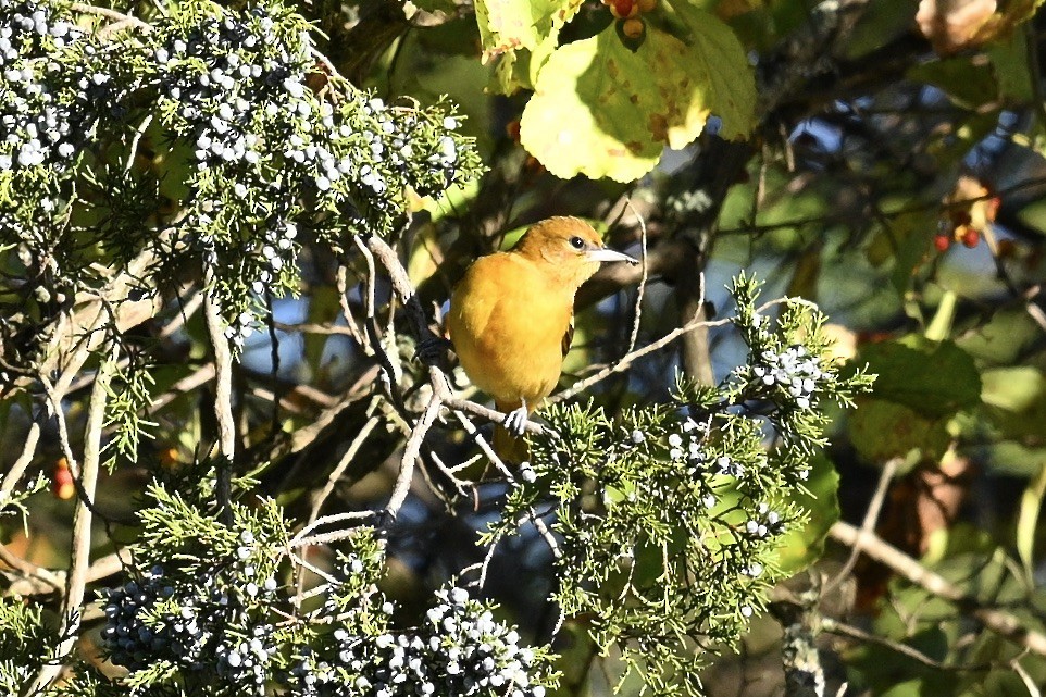 Baltimore Oriole - ML643515836