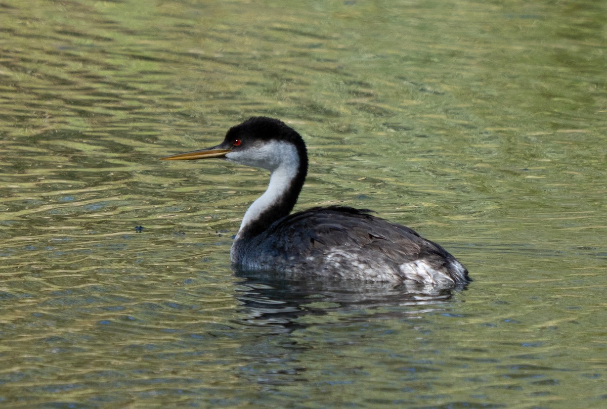 Western Grebe - ML643515838