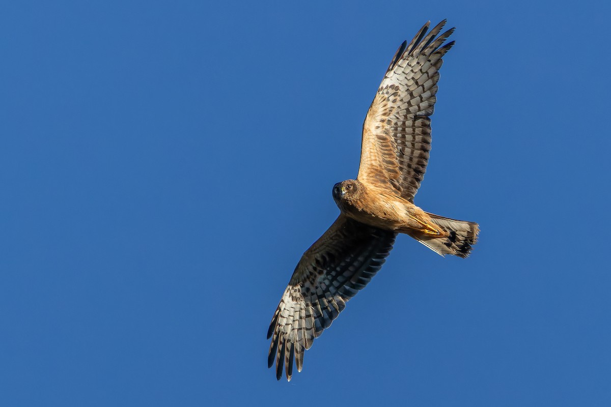Northern Harrier - ML643515849