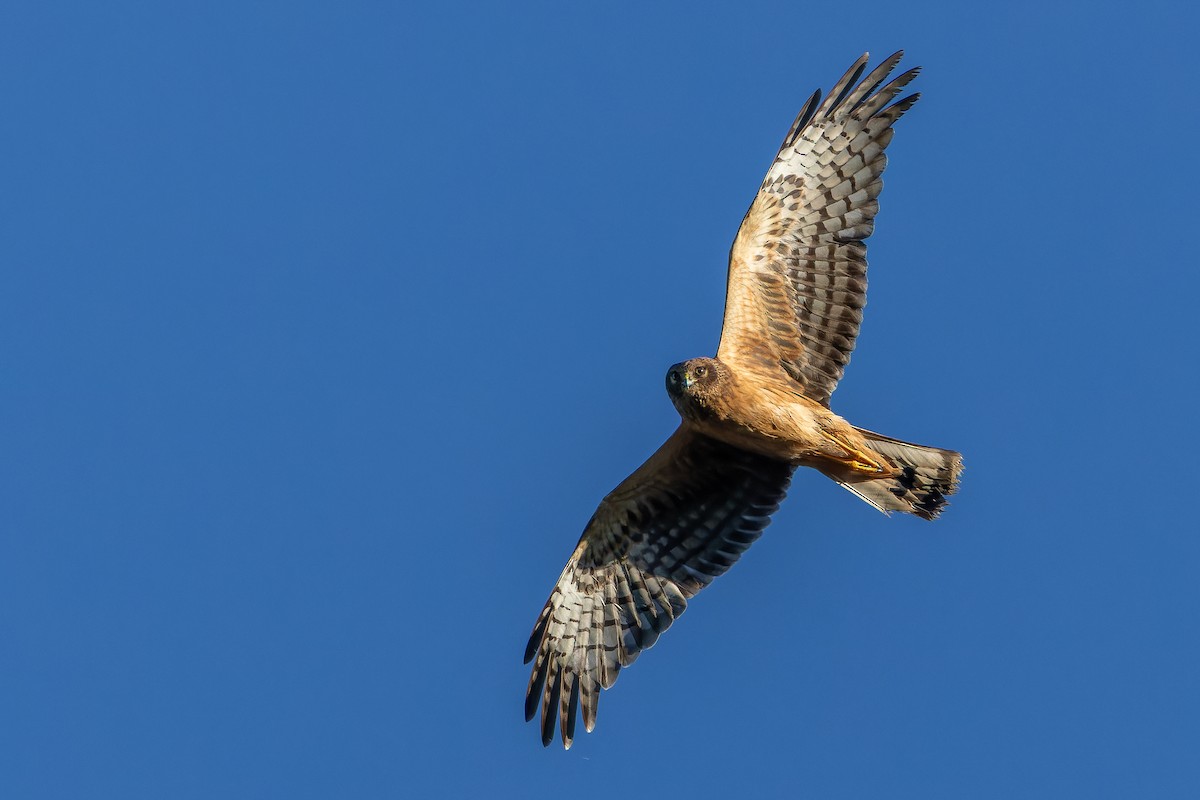 Northern Harrier - ML643515850