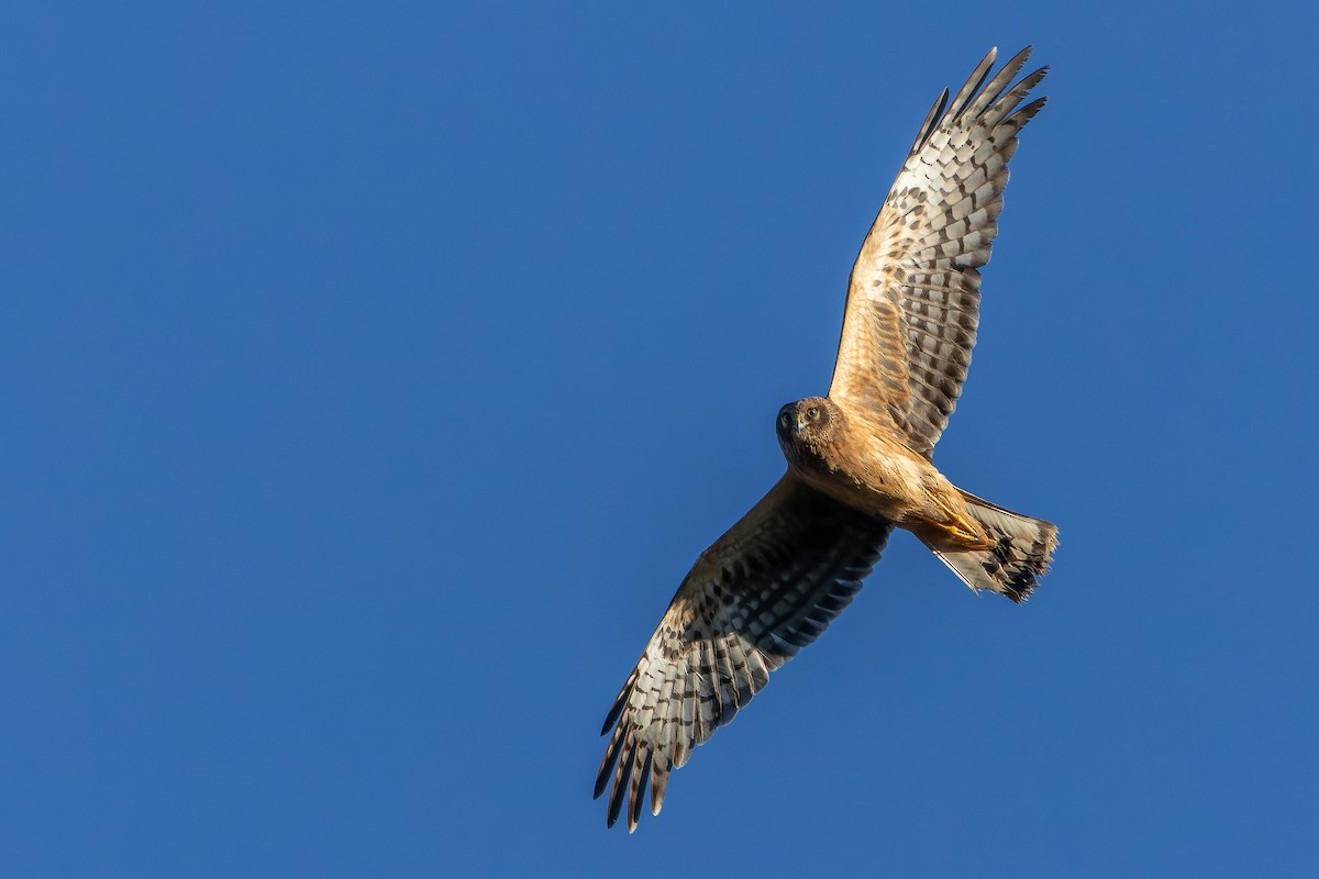 Northern Harrier - ML643515851