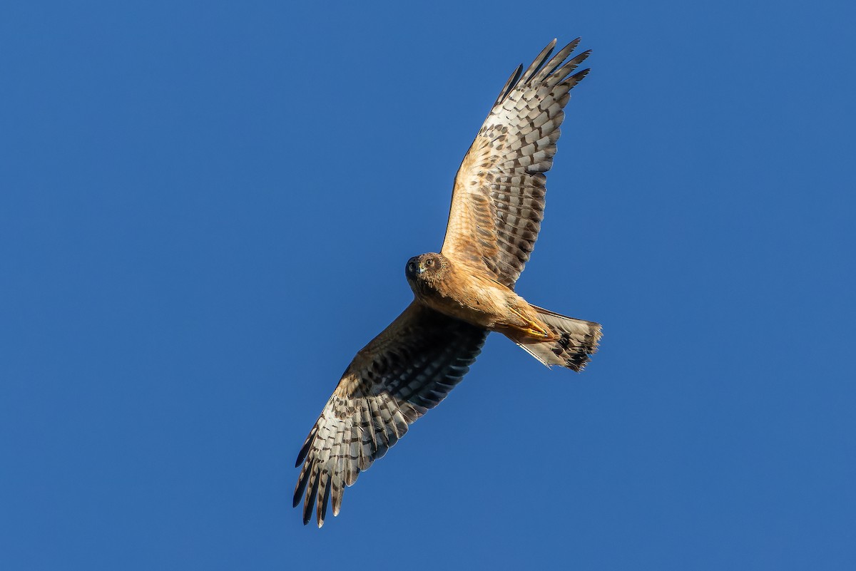 Northern Harrier - ML643515852