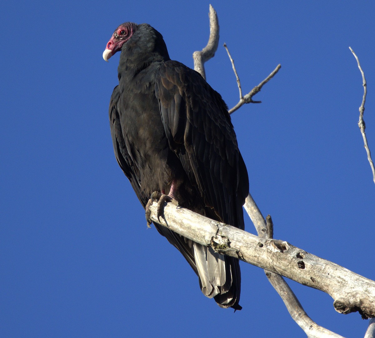 Urubu à tête rouge - ML643515866