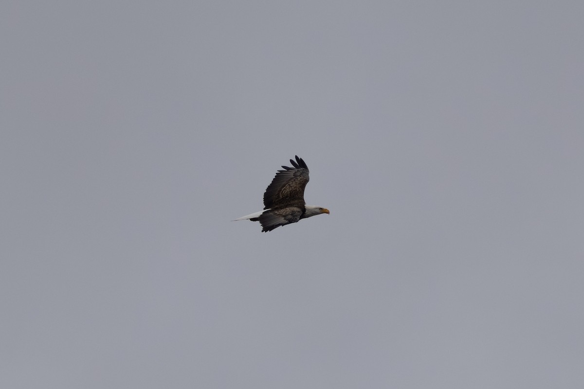 Bald Eagle - ML643515867