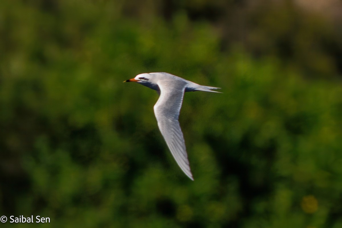 Snowy-crowned Tern - ML643515868