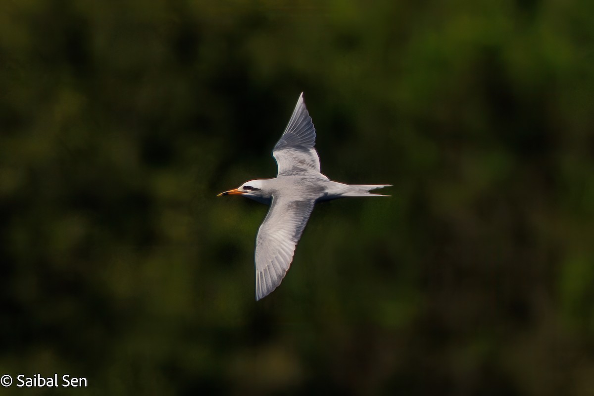 Snowy-crowned Tern - ML643515869