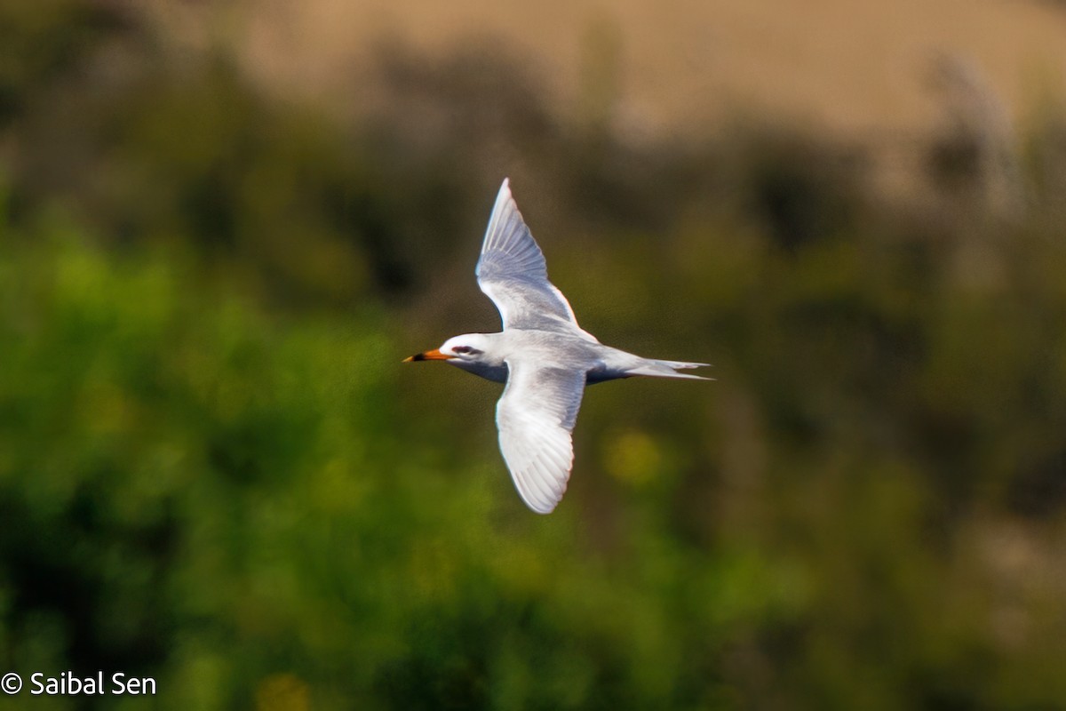 Snowy-crowned Tern - ML643515870