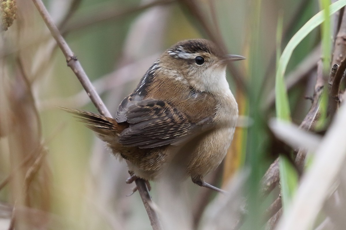 Marsh Wren - ML643515877