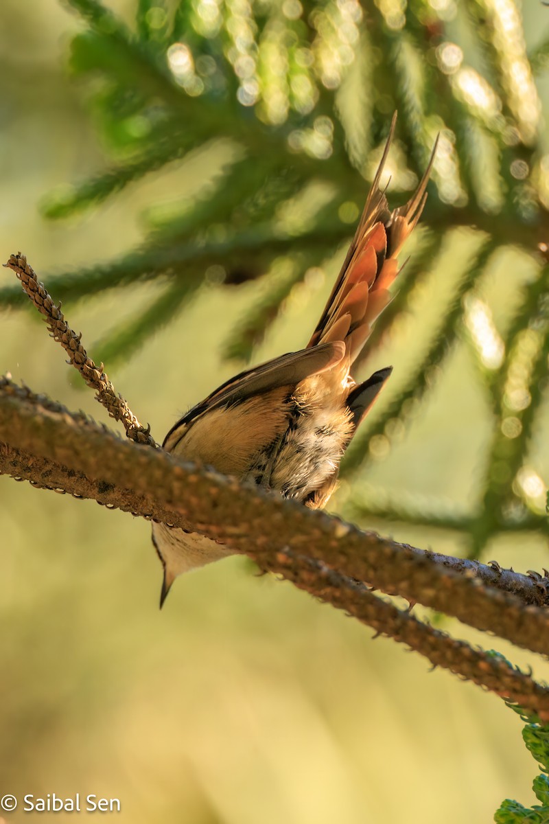Thorn-tailed Rayadito - ML643515889