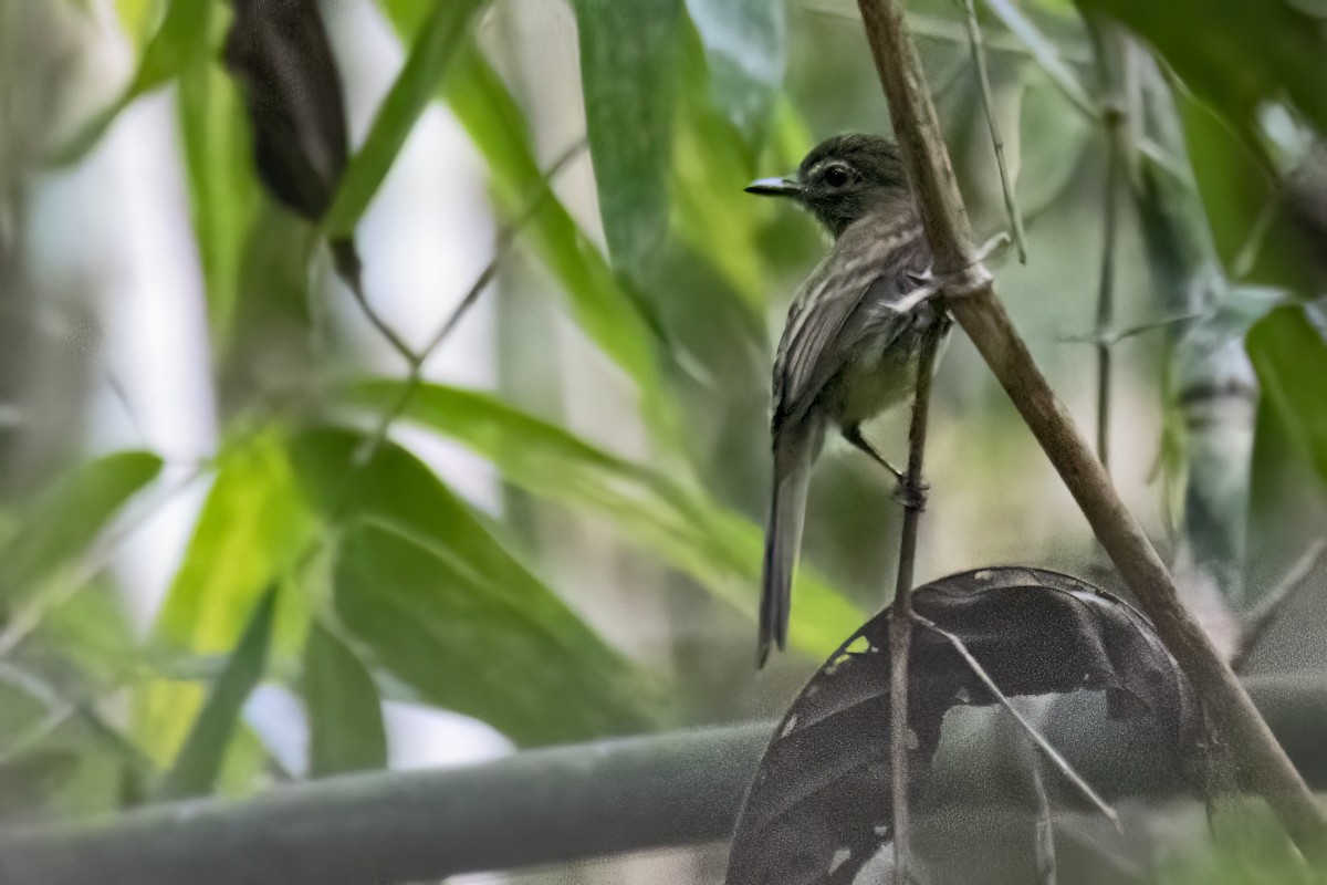 Dusky-tailed Flatbill - ML643515899