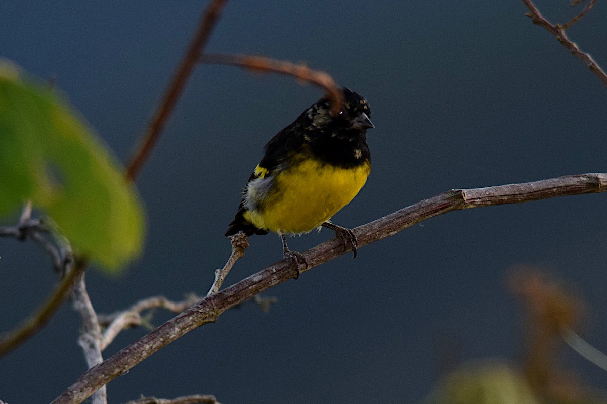 Jilguero Ventriamarillo - ML643515901