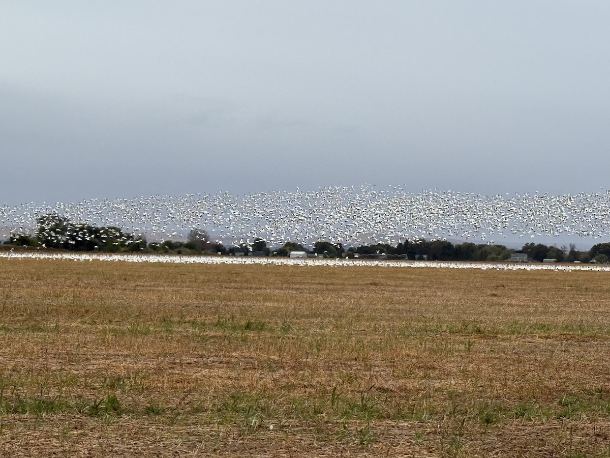 Snow Goose - ML643515909