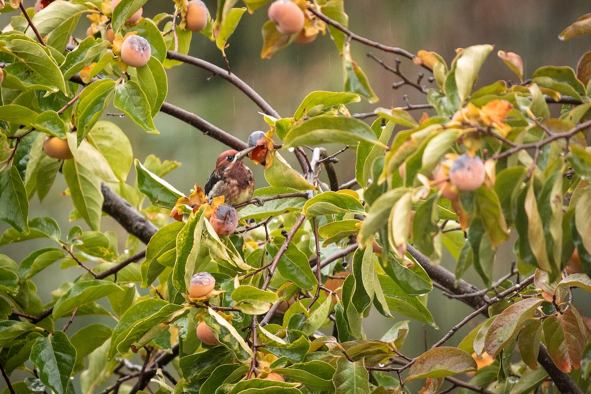 Red-breasted Sapsucker - ML643515914