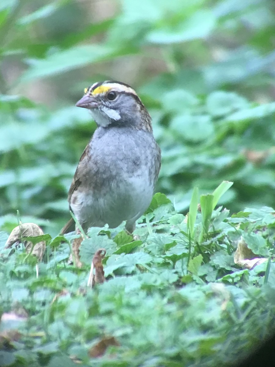 White-throated Sparrow - ML643515918