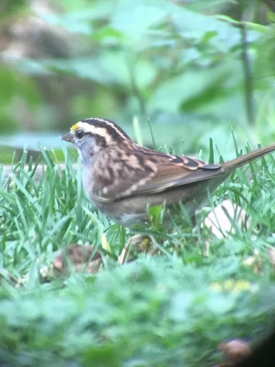 White-throated Sparrow - ML643515919