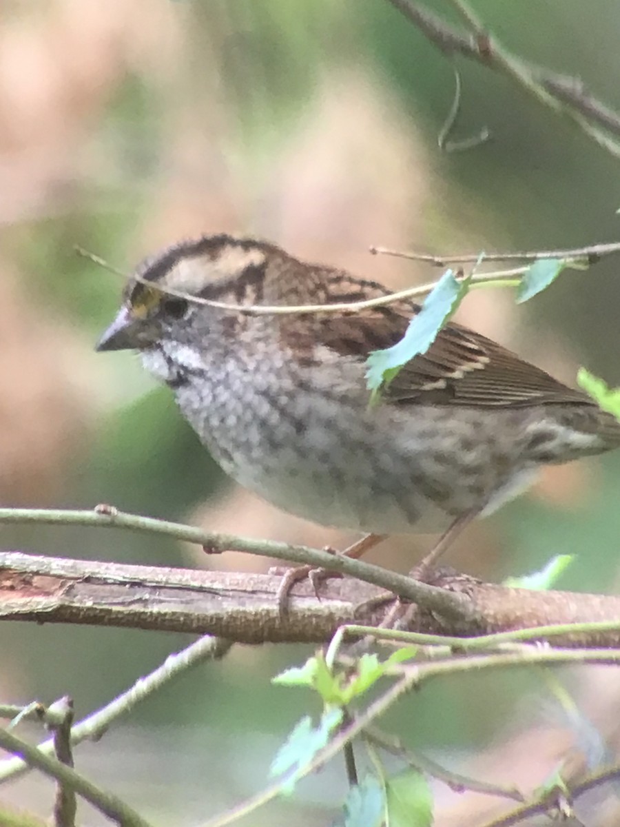 White-throated Sparrow - ML643515920