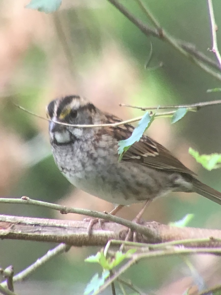 White-throated Sparrow - ML643515921