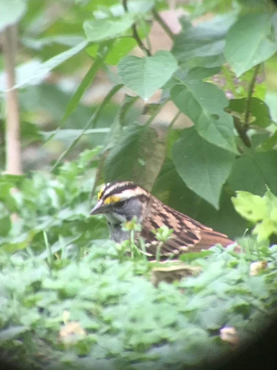 White-throated Sparrow - ML643515922