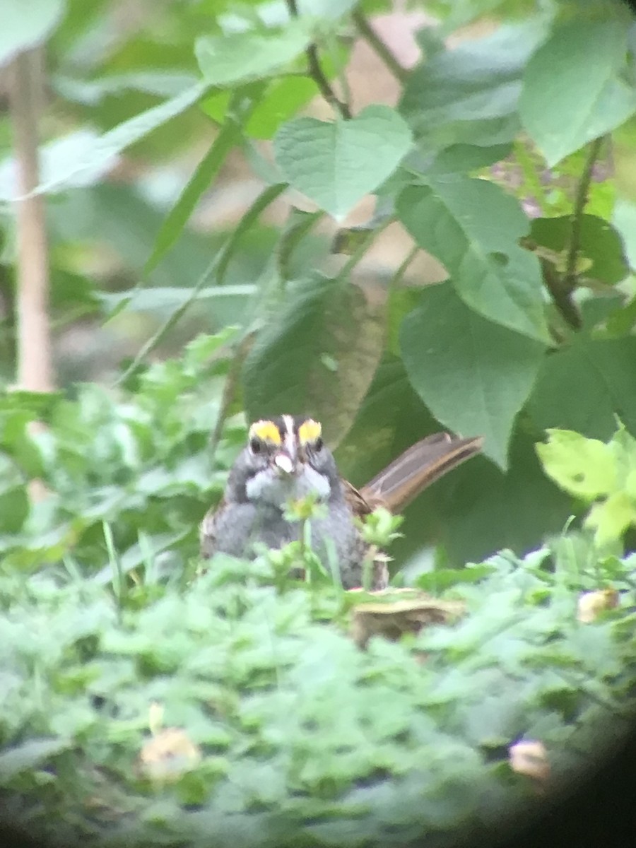 White-throated Sparrow - ML643515924